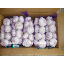 Sell 2013 Fresh Garlic